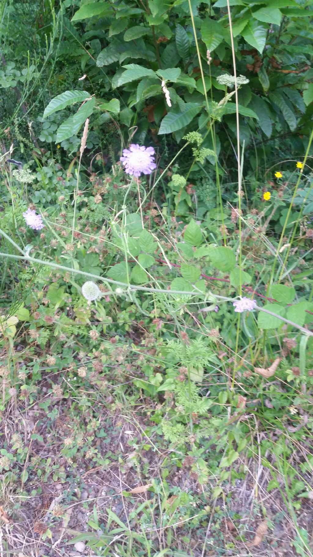 Questa  scabiosa?